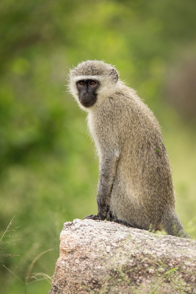 aha Skukuza Safari Lodge