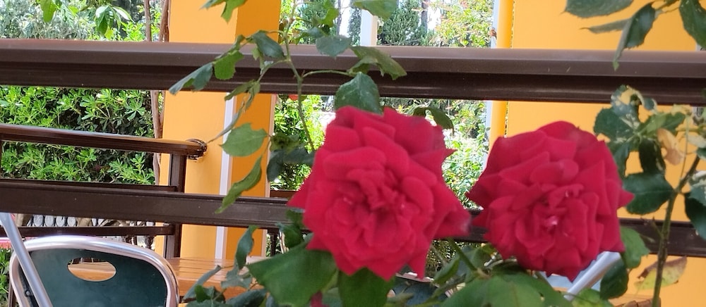 Corfu Dream Fani