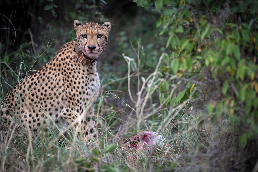 Xidulu Safari Lodge