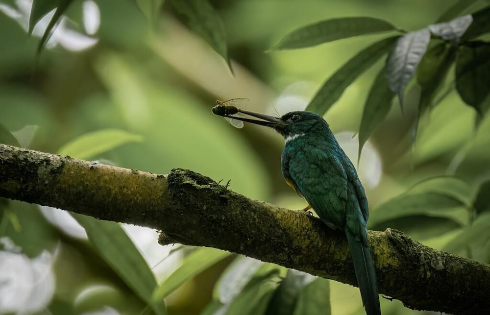 Cabañas Caeli, El Colibri, NEW La Fortuna Rainforest Cabin w Panoramic Views