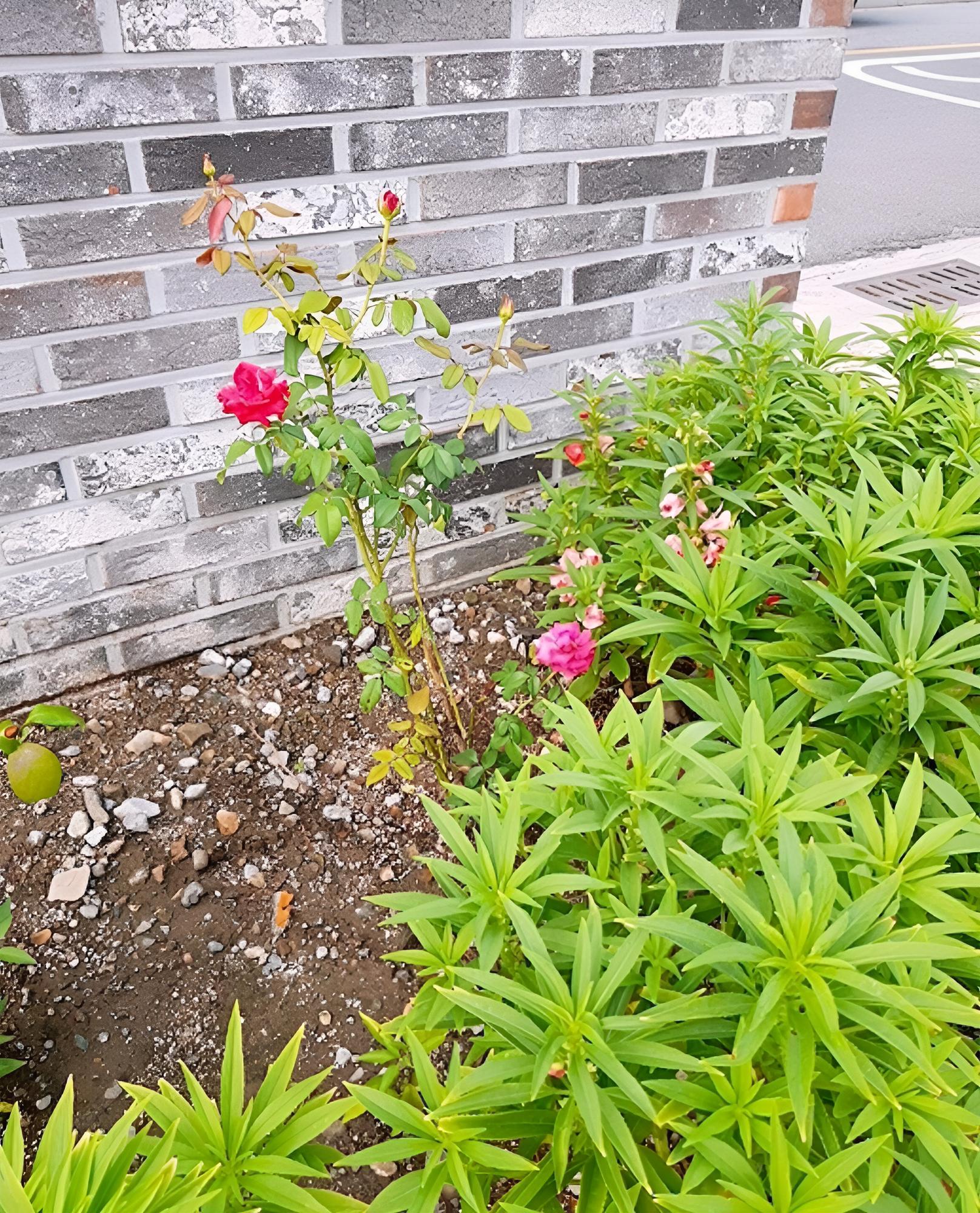 Photo 45