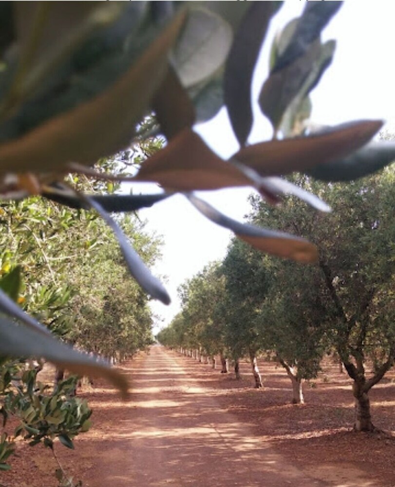 Spacious Double Room in Ancient Masseria Near the sea in a Quiet Olive Trees photo 2
