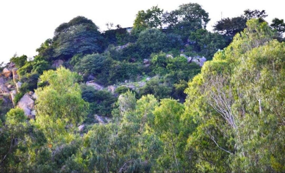 Olive Jungle Resort
