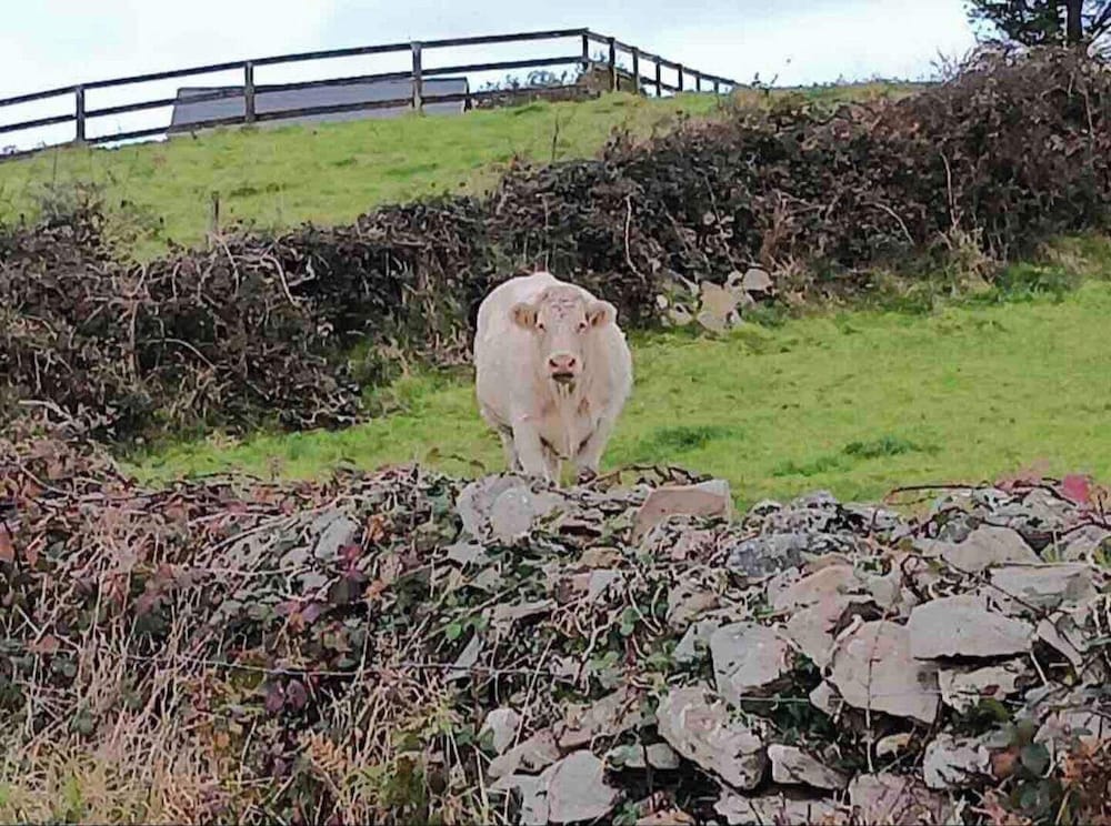 Rose Cottage in Ennistymon - Near Cliffs of Moher view 4