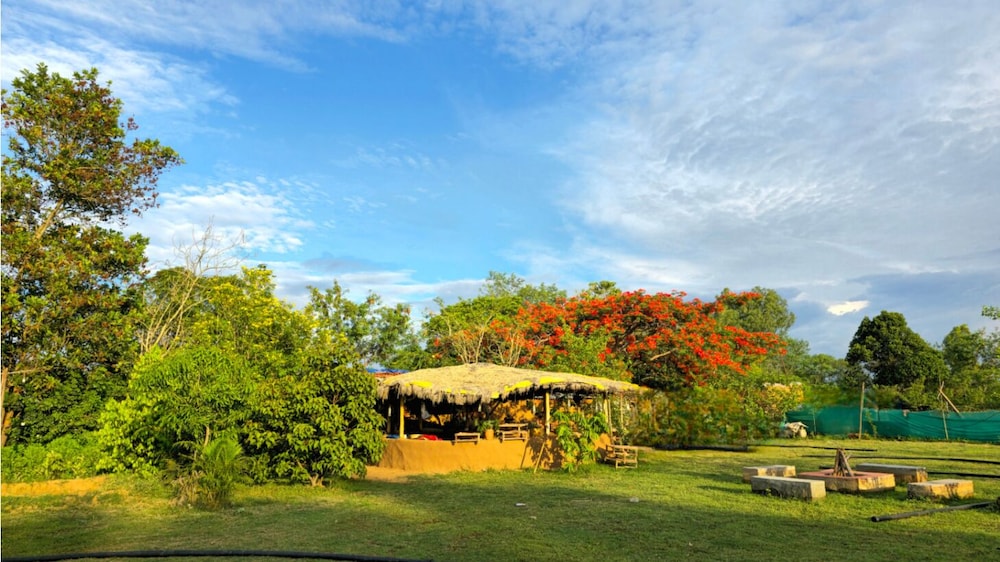 Bastar Birds Nest