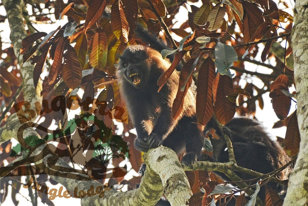 Bugoma Jungle Lodge