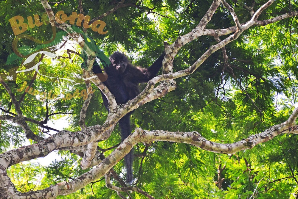 Bugoma Jungle Lodge
