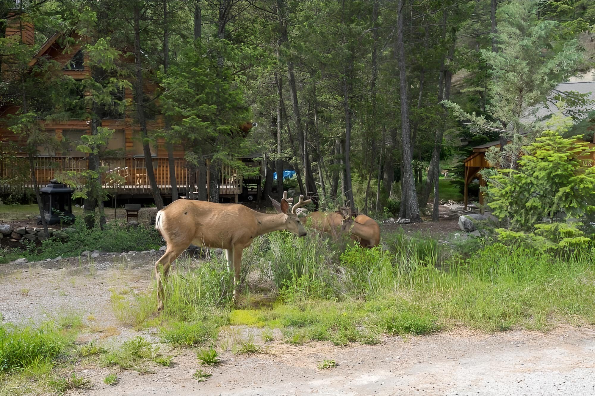 The Sleeping Moose Hot Tub Pool Table