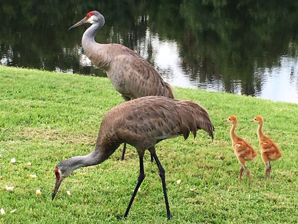 4636 5-bed Disney Area Pool Home, Cumbrian Lakes - Image 5
