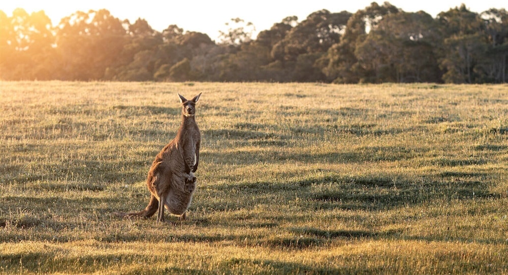 Forest Rise