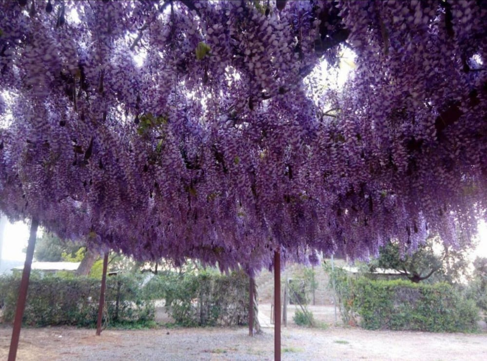 Agriturismo Boschetto di Montiano