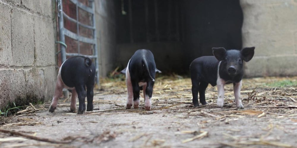 Accessible Friendly Farm Stay