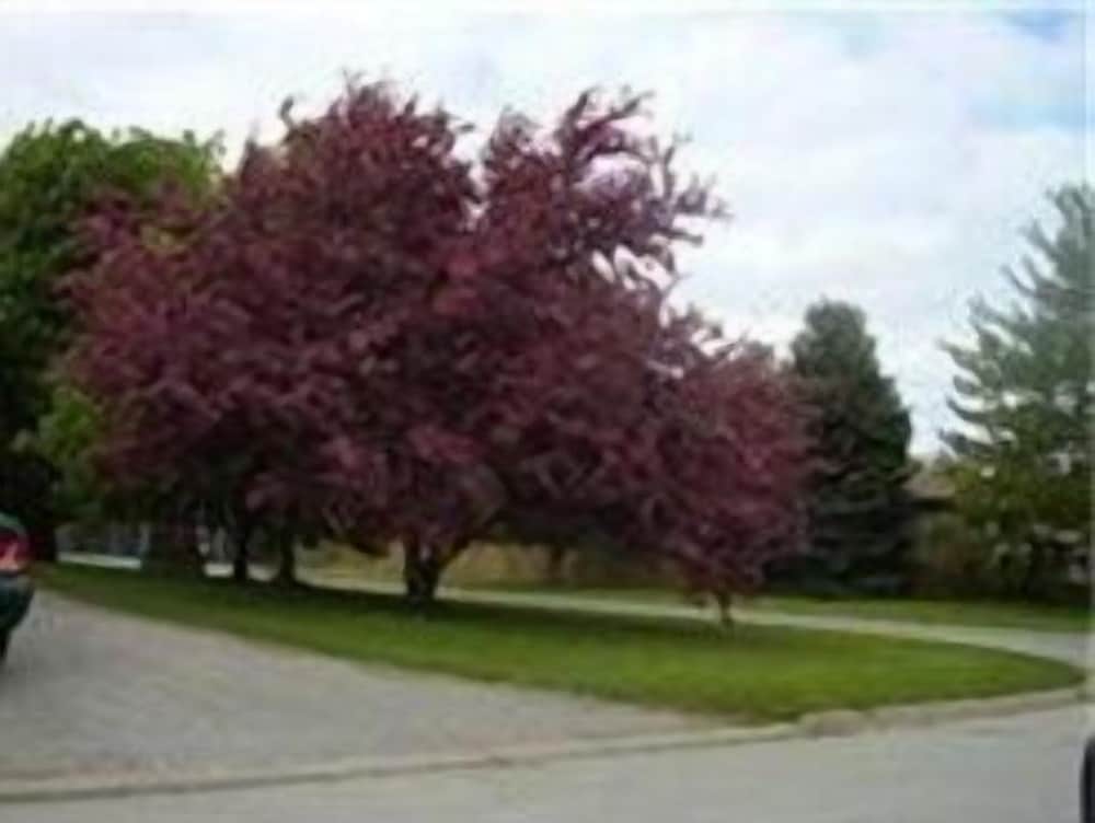 Niagara-on-the-Lake Furnished Rentals view 5