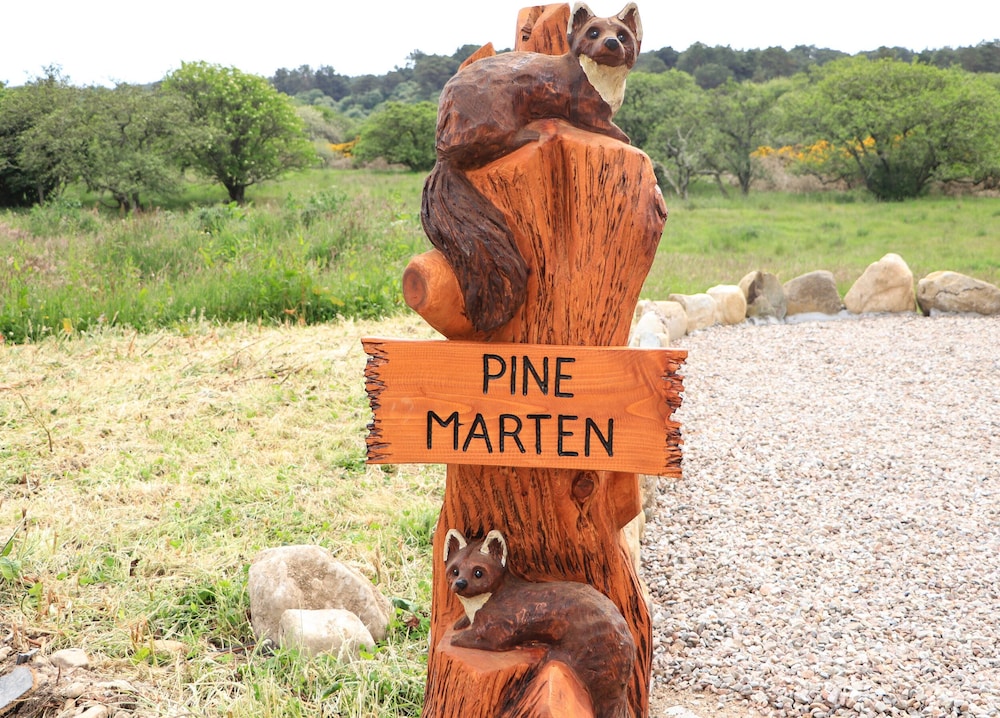 Pine Marten