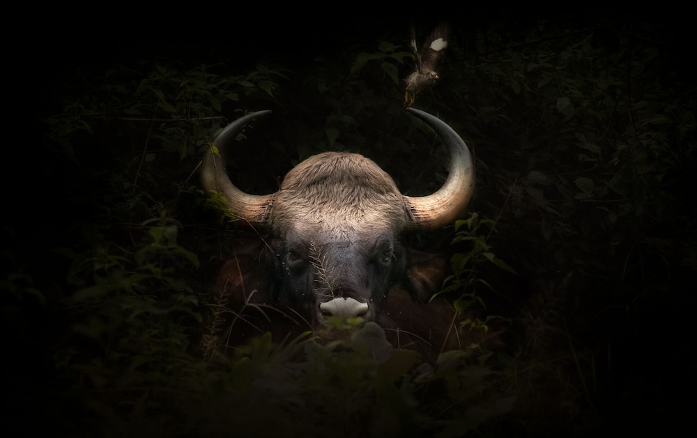 Coorg Wild Walk- CGH Earth Saha