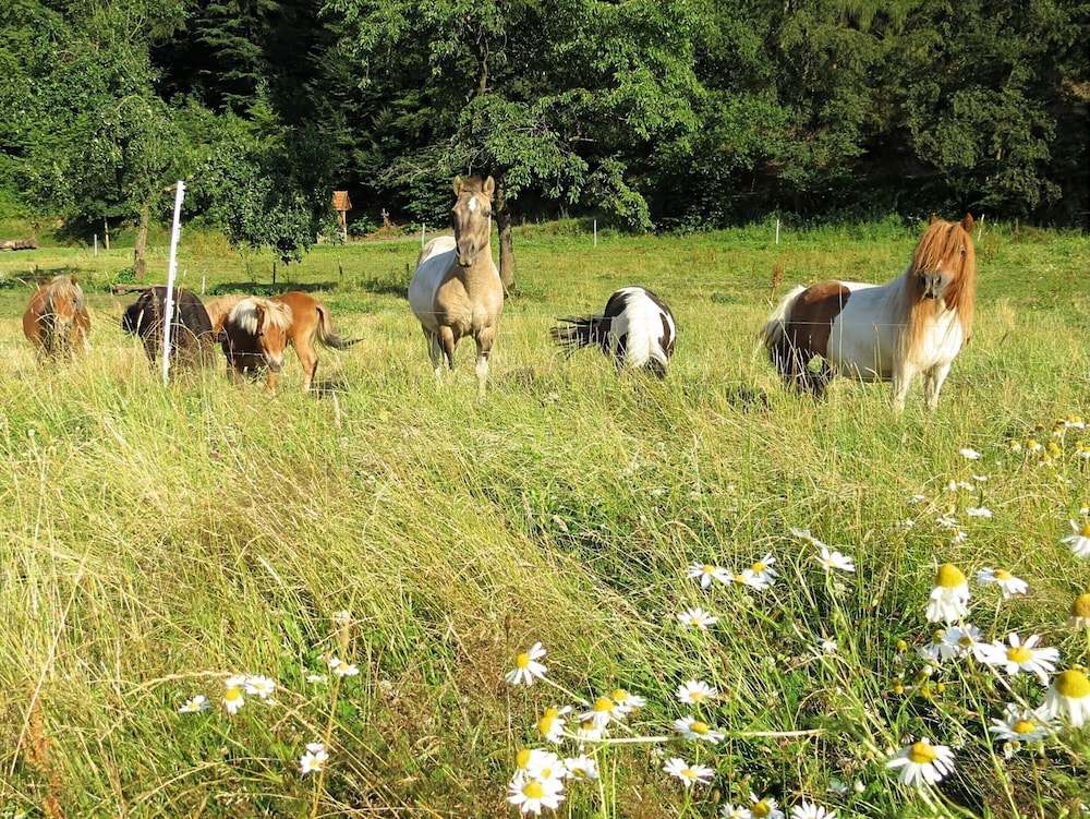 Holiday Farm Situated Next to the Kellerwald-edersee National Park With a Sunbathing Lawn