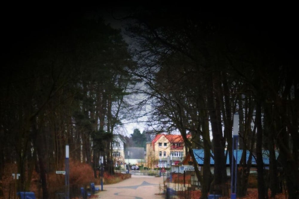 Wood in Zempin/usedom
