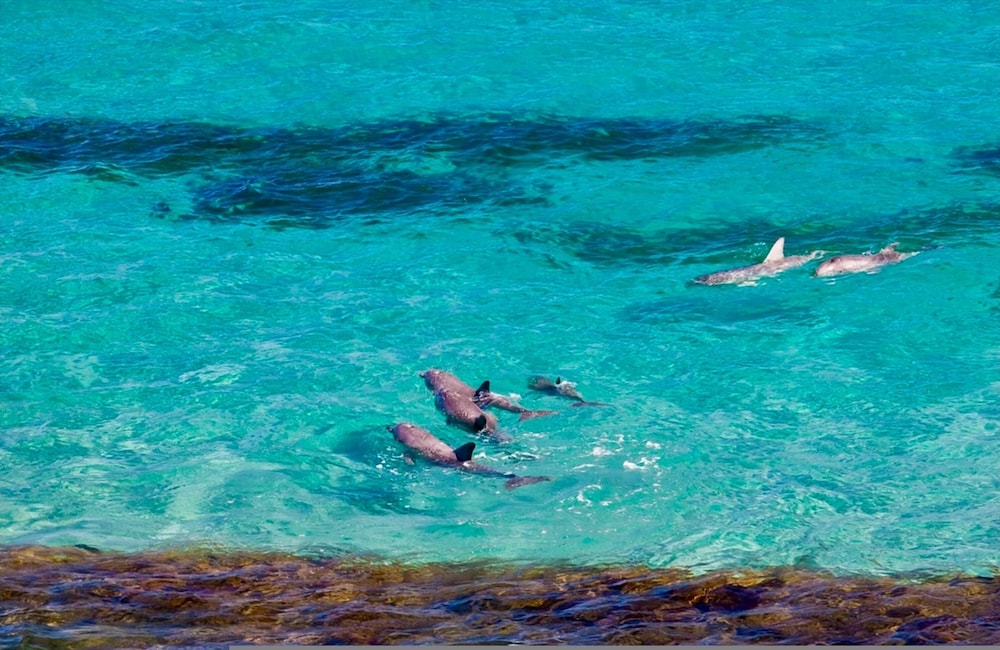 Unwind Kangaroo Island Dreaming