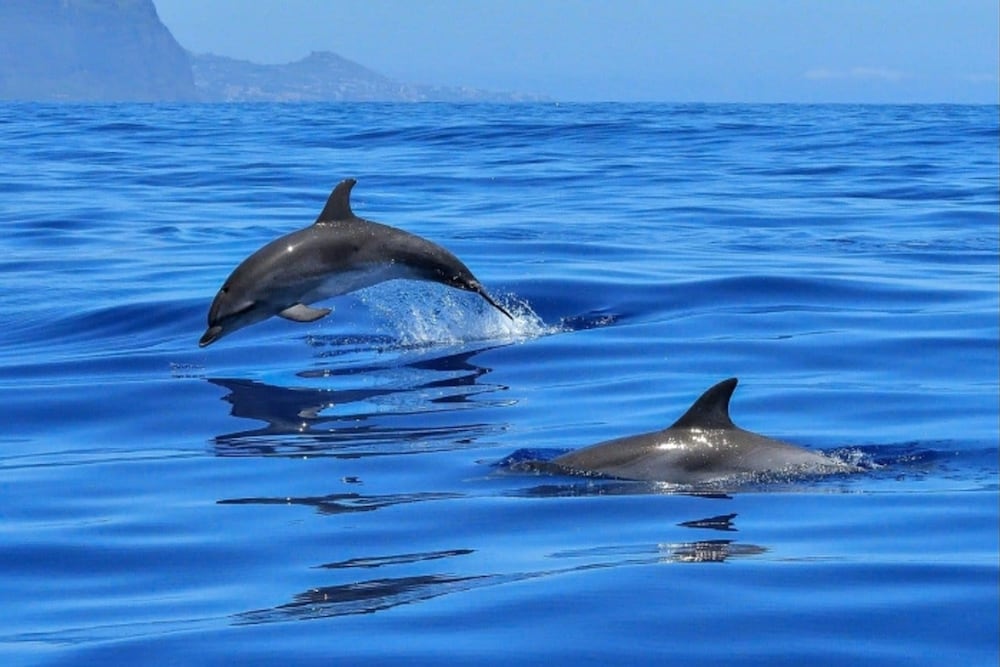 C Ntrico y a pie de Playa en los Cristianos