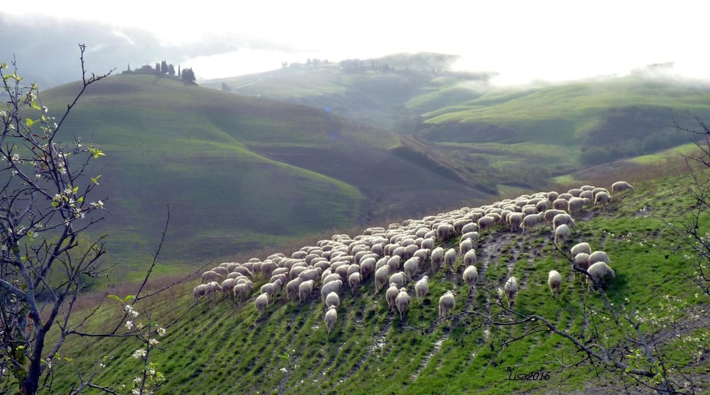 Fattoria Lischeto