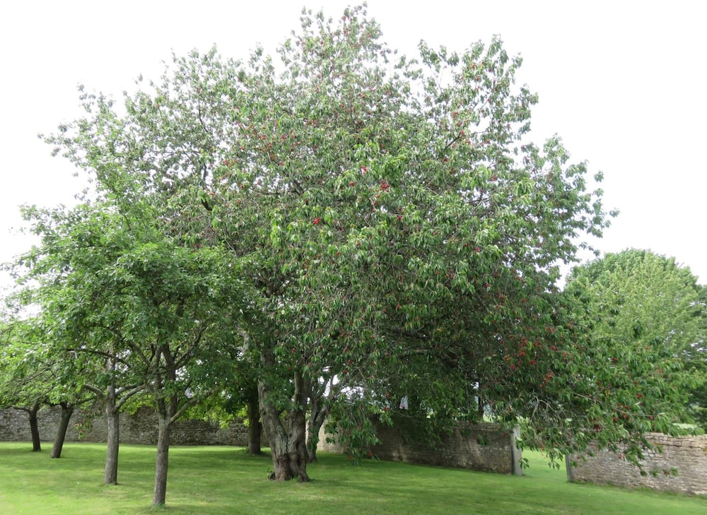 Photo 45