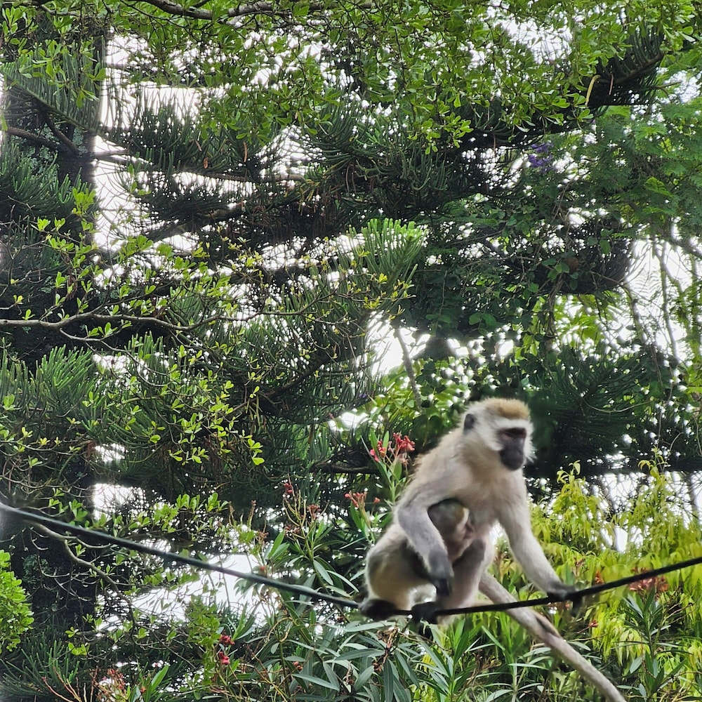 Ilboru Safari lodge