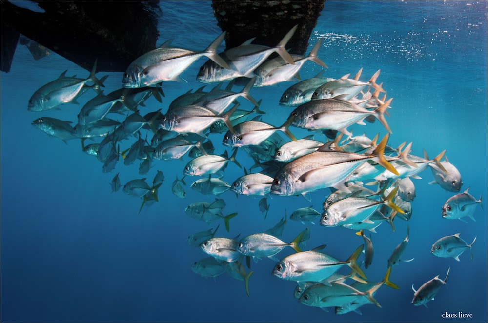 Bonaire 2 Stay