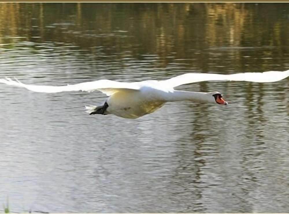 Watermeadow Lakes & Lodges
