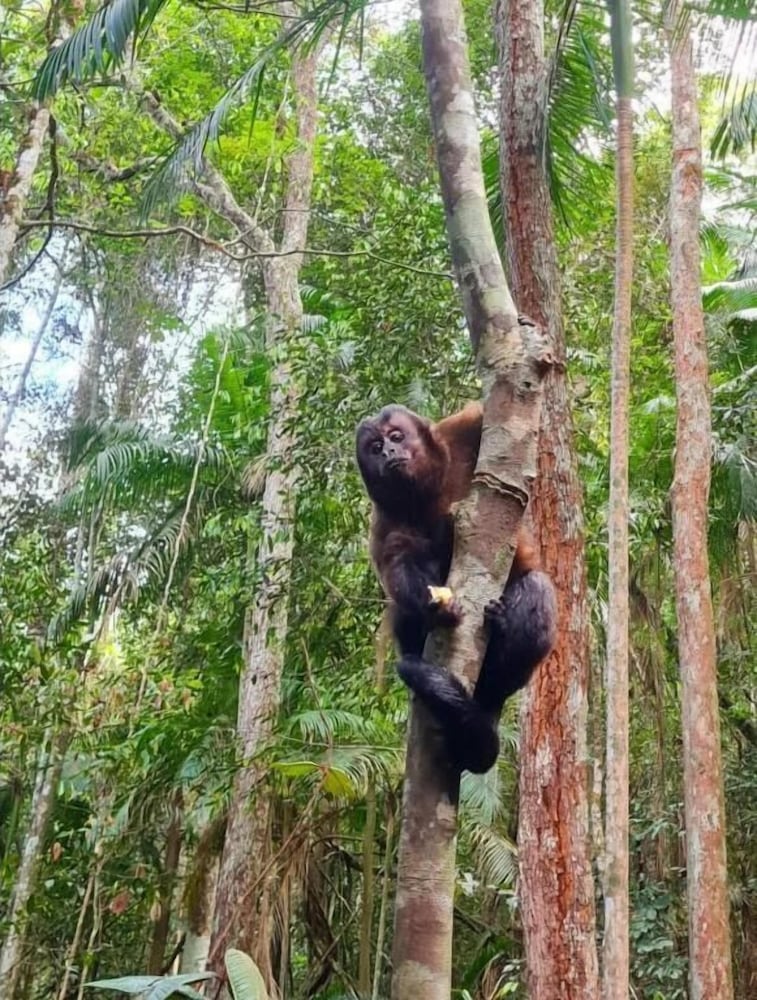 Tree House