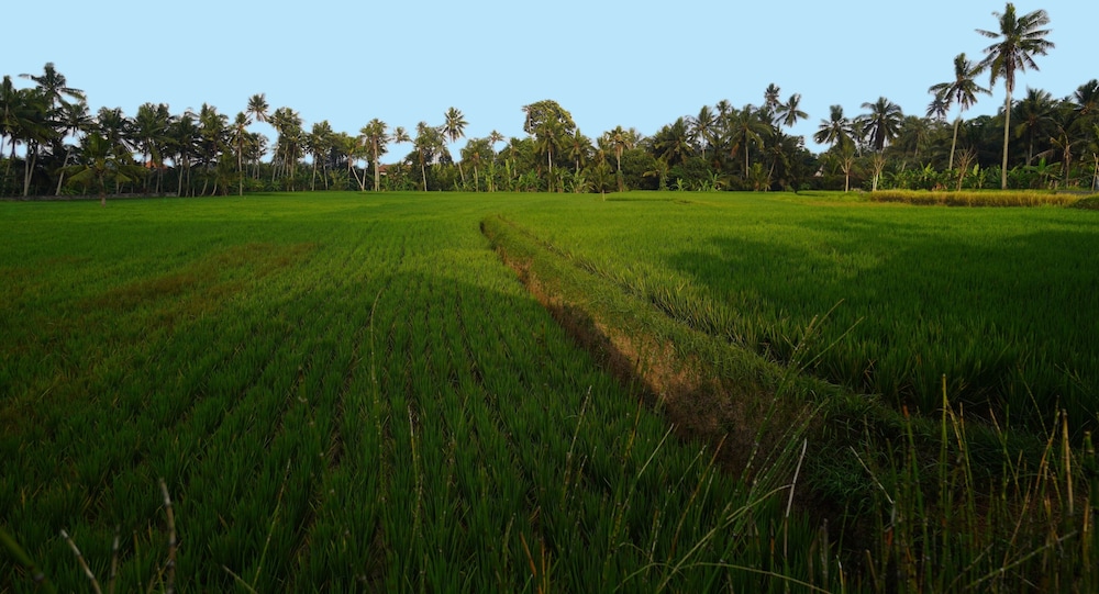 Sierra Vista 1 Ubud