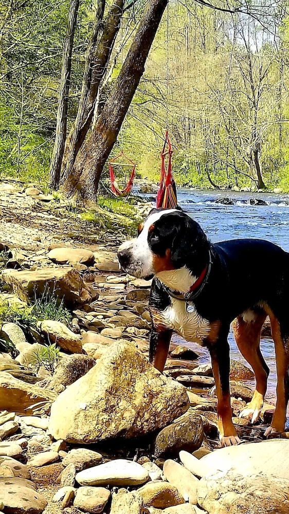 Bear Creek Lodge and Cabins in Helen Ga - Pet Friendly, River on Property, Walking Distance to downtown Helen