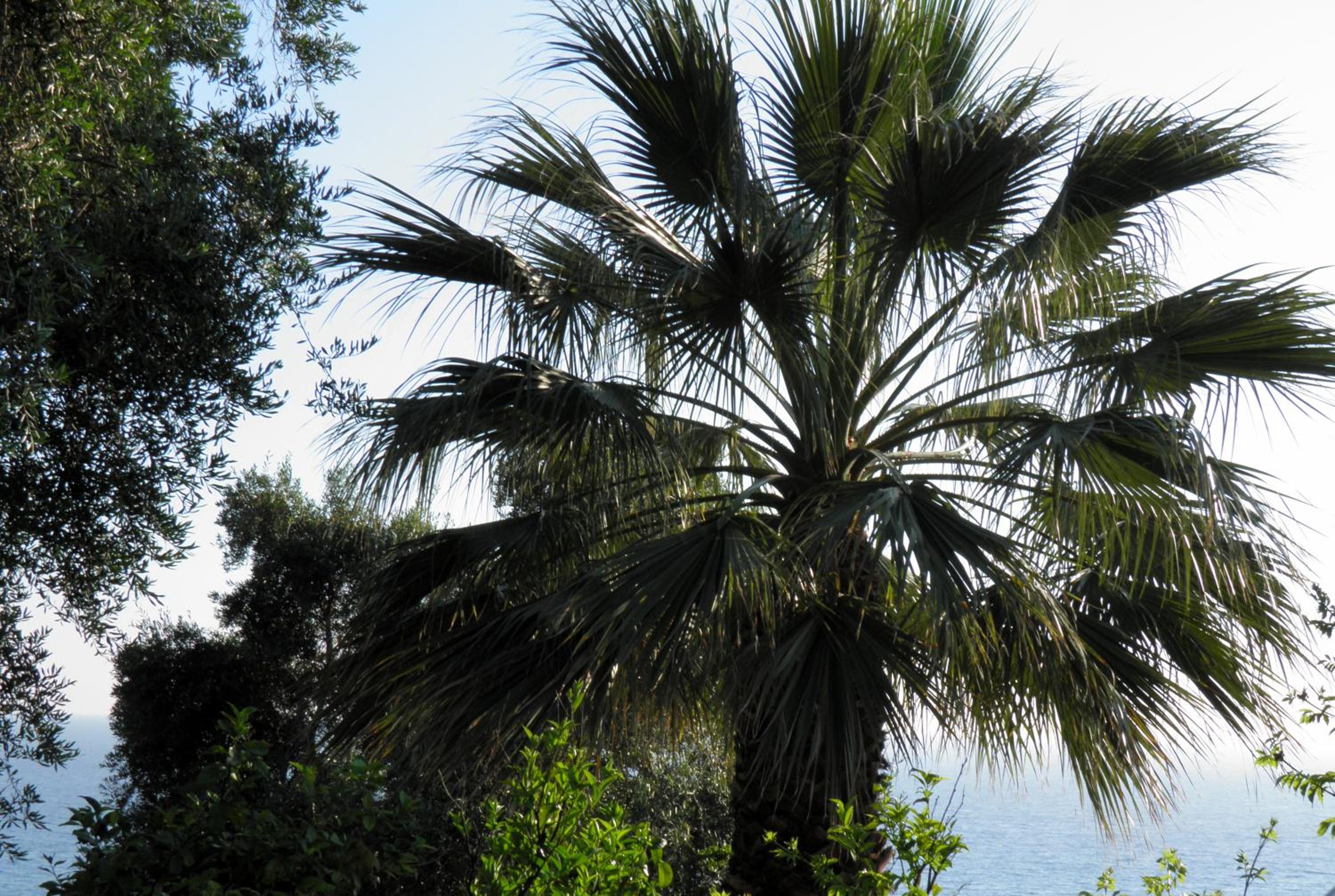 Akis Apartments Kontogialos-Pelekas