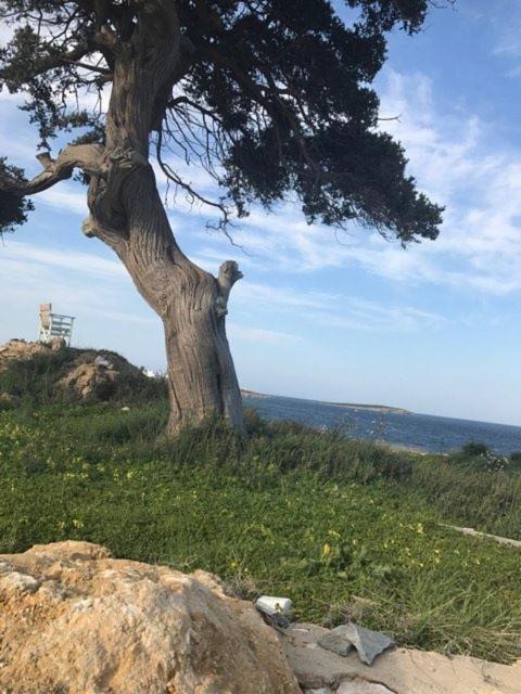 Anatoli view 4
