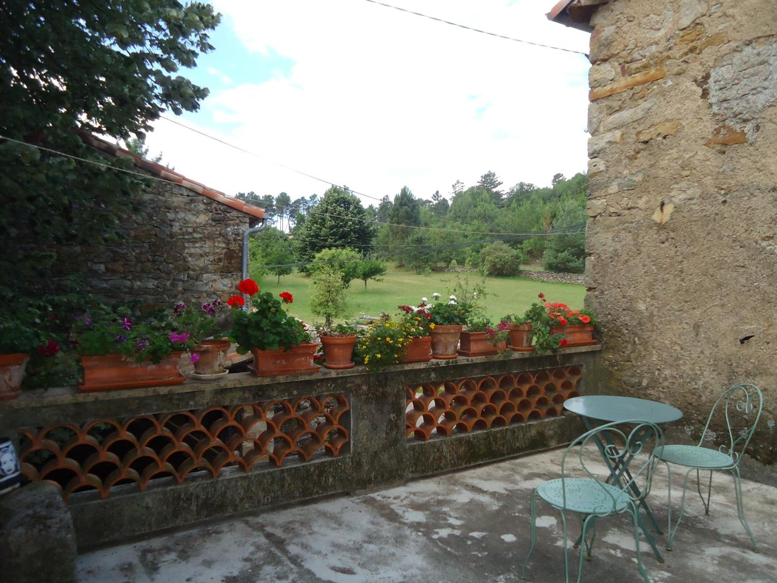 Le vieux tilleul