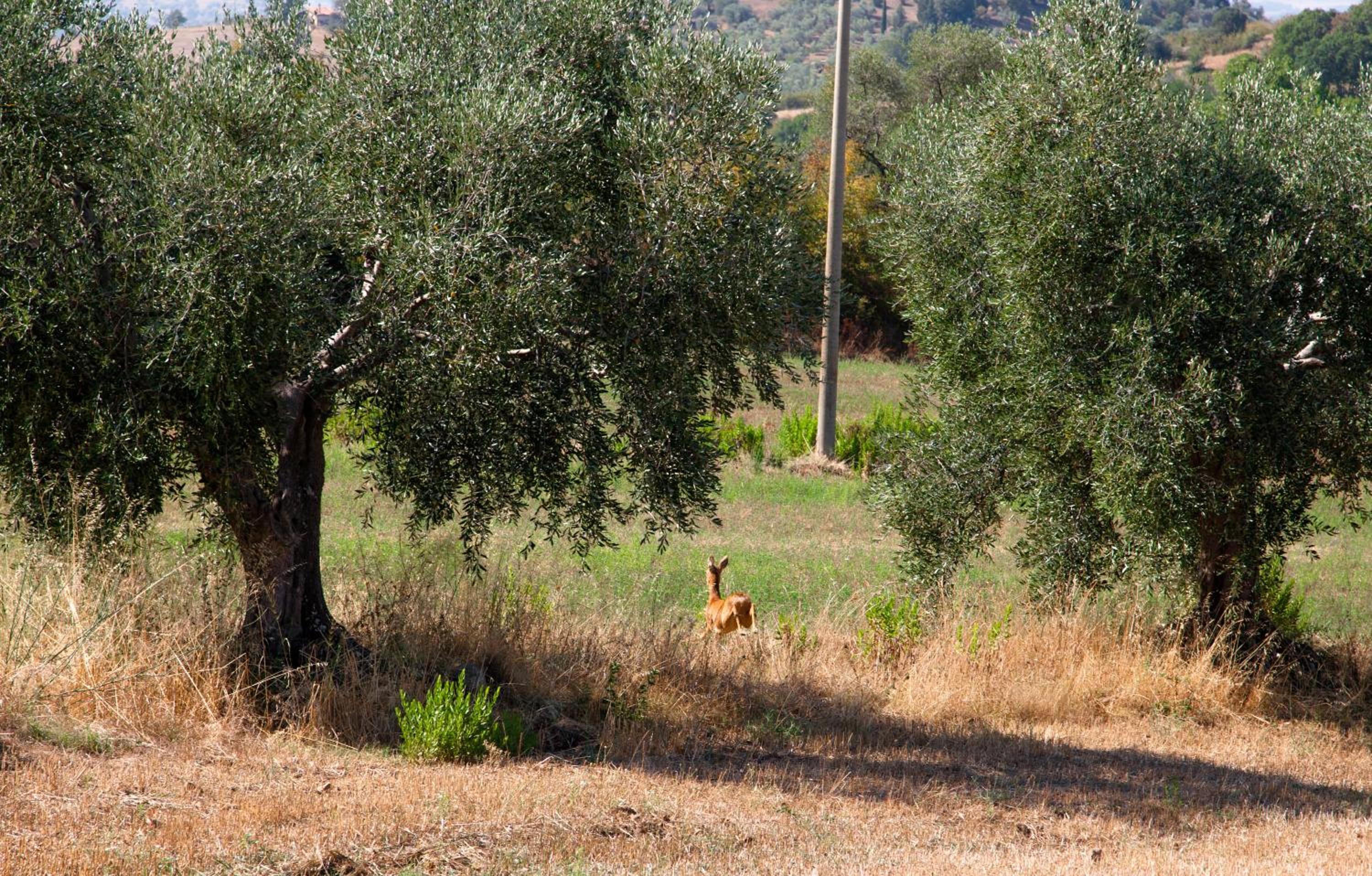 Photo 32