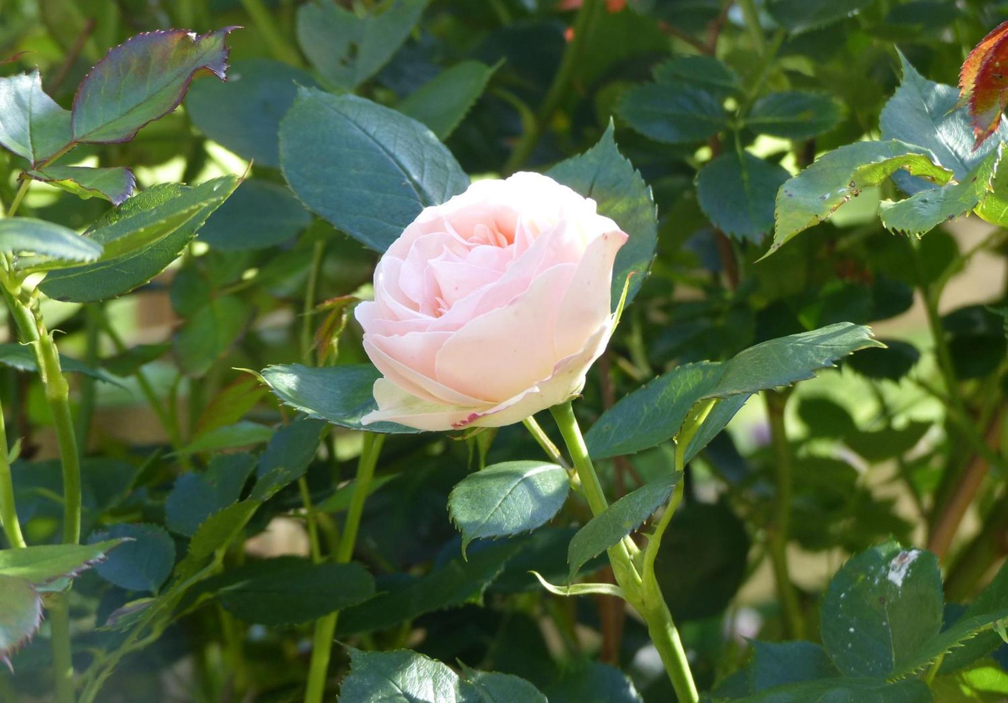 Photo 13