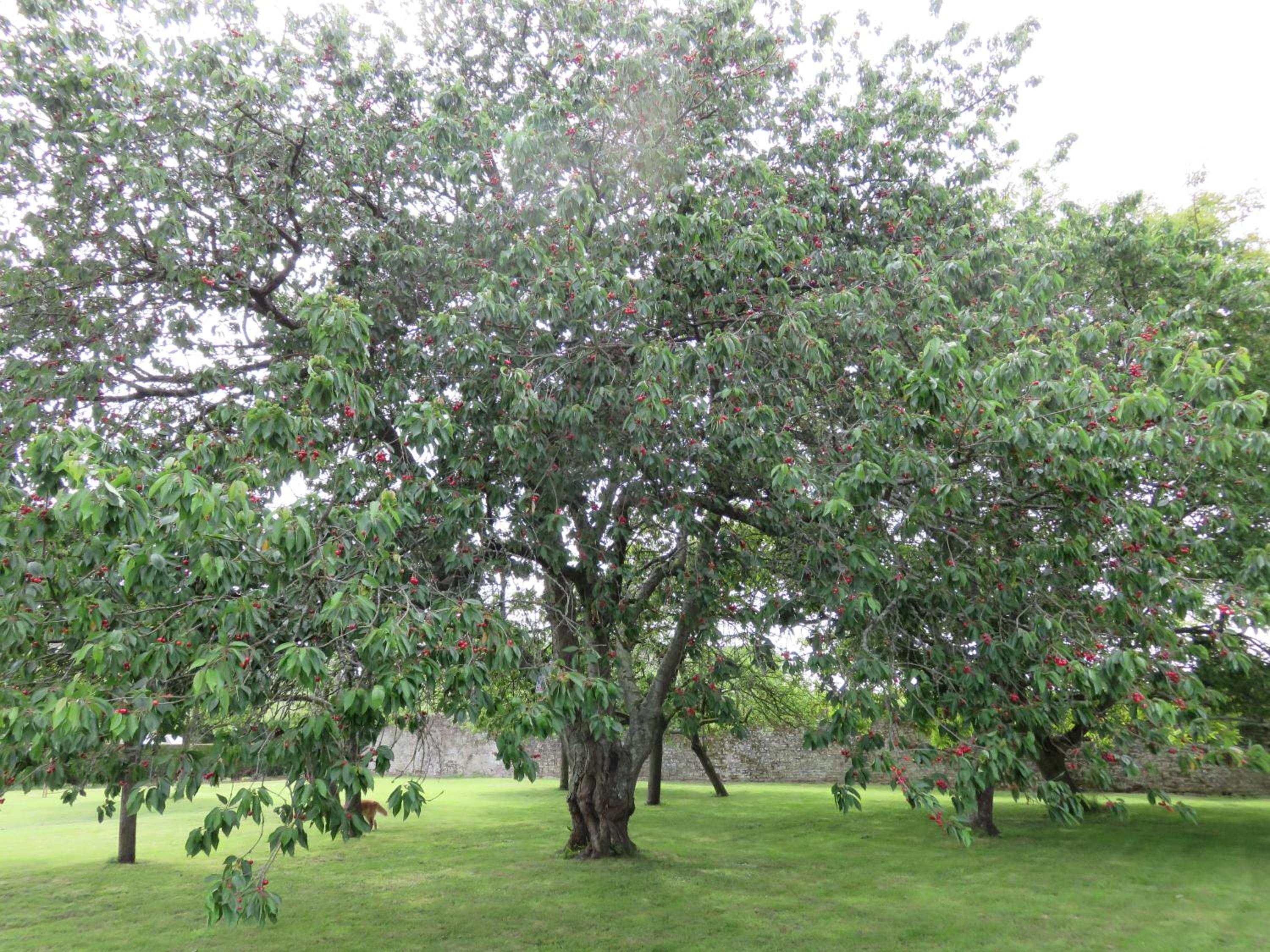 Photo 17