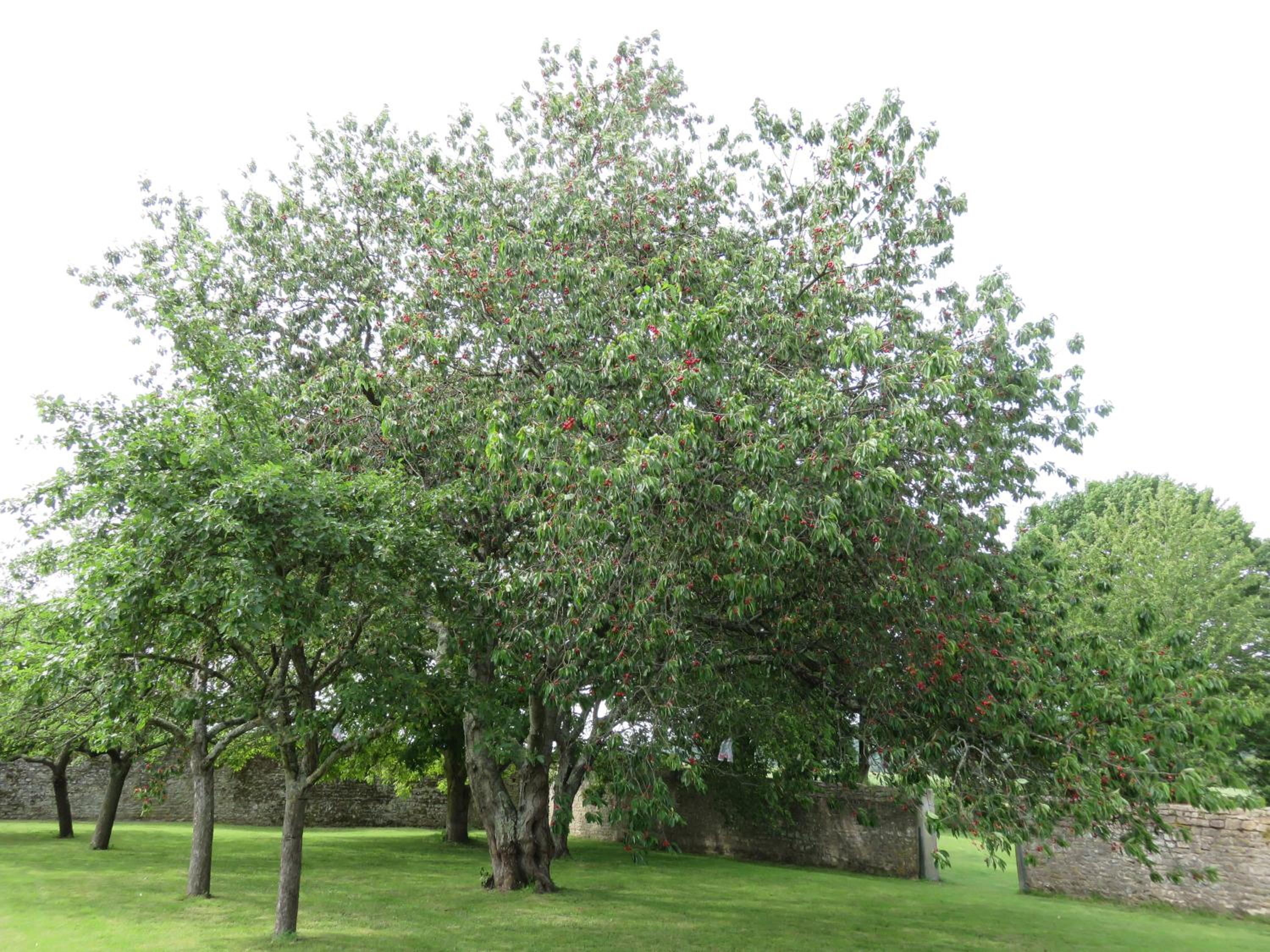Photo 41
