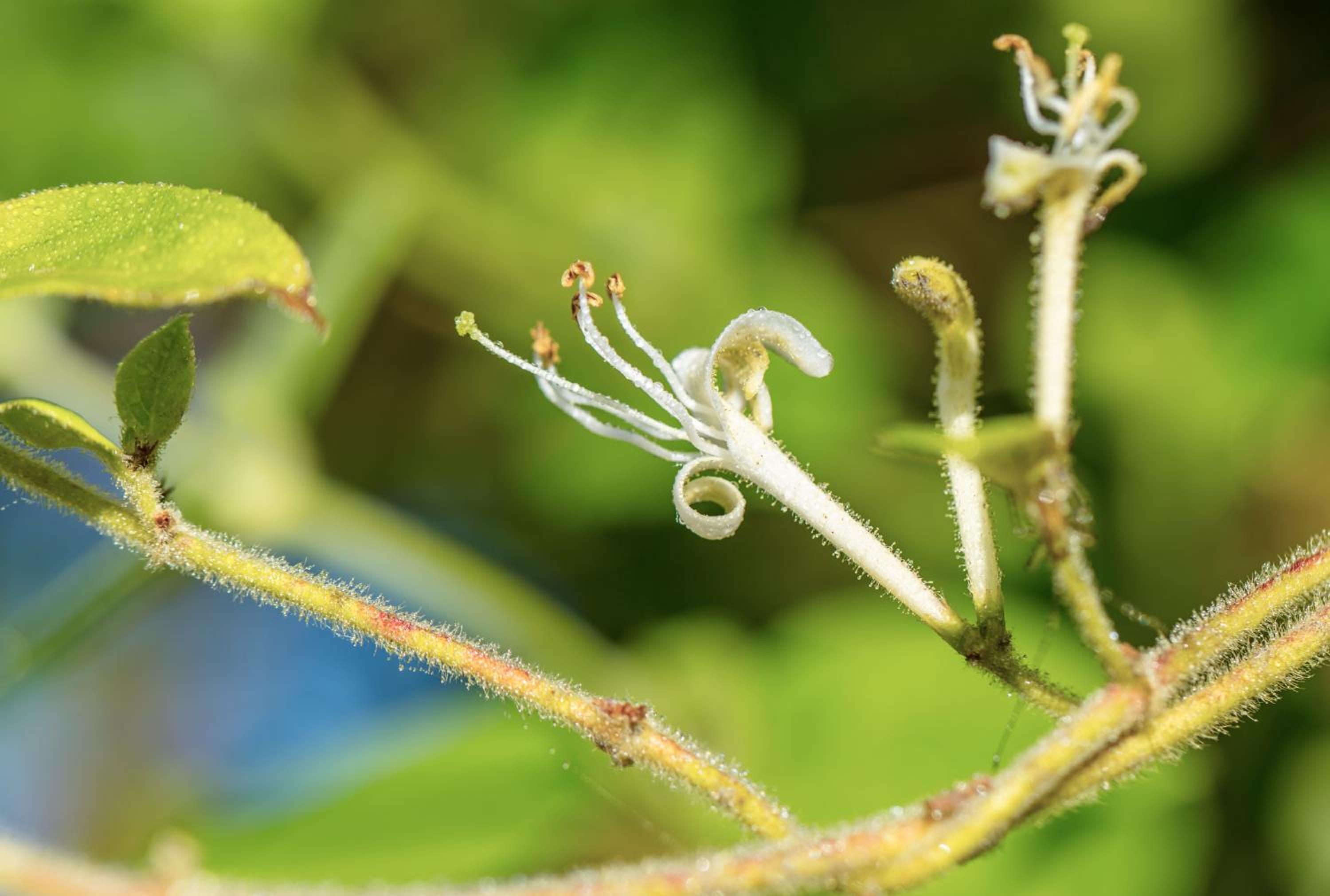 The Wild Seeds