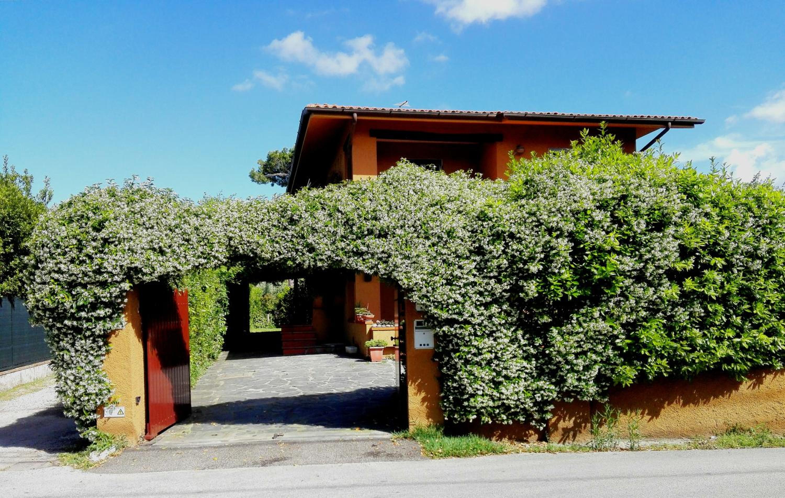 Il Gelsomino