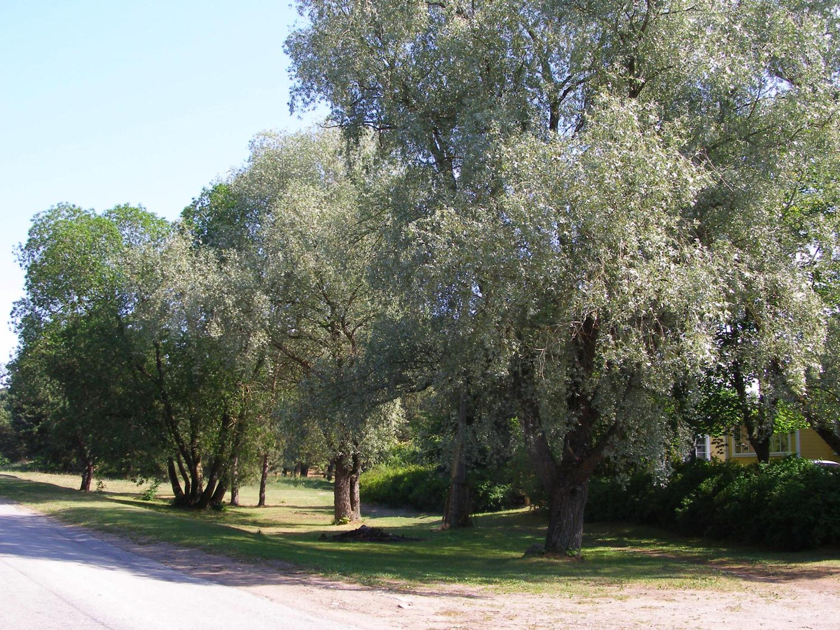 Photo 21