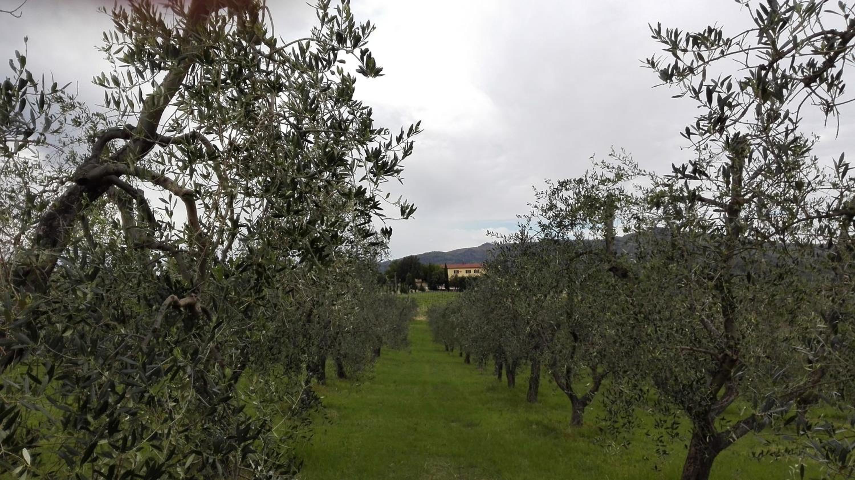 Agriturismo Luggiano