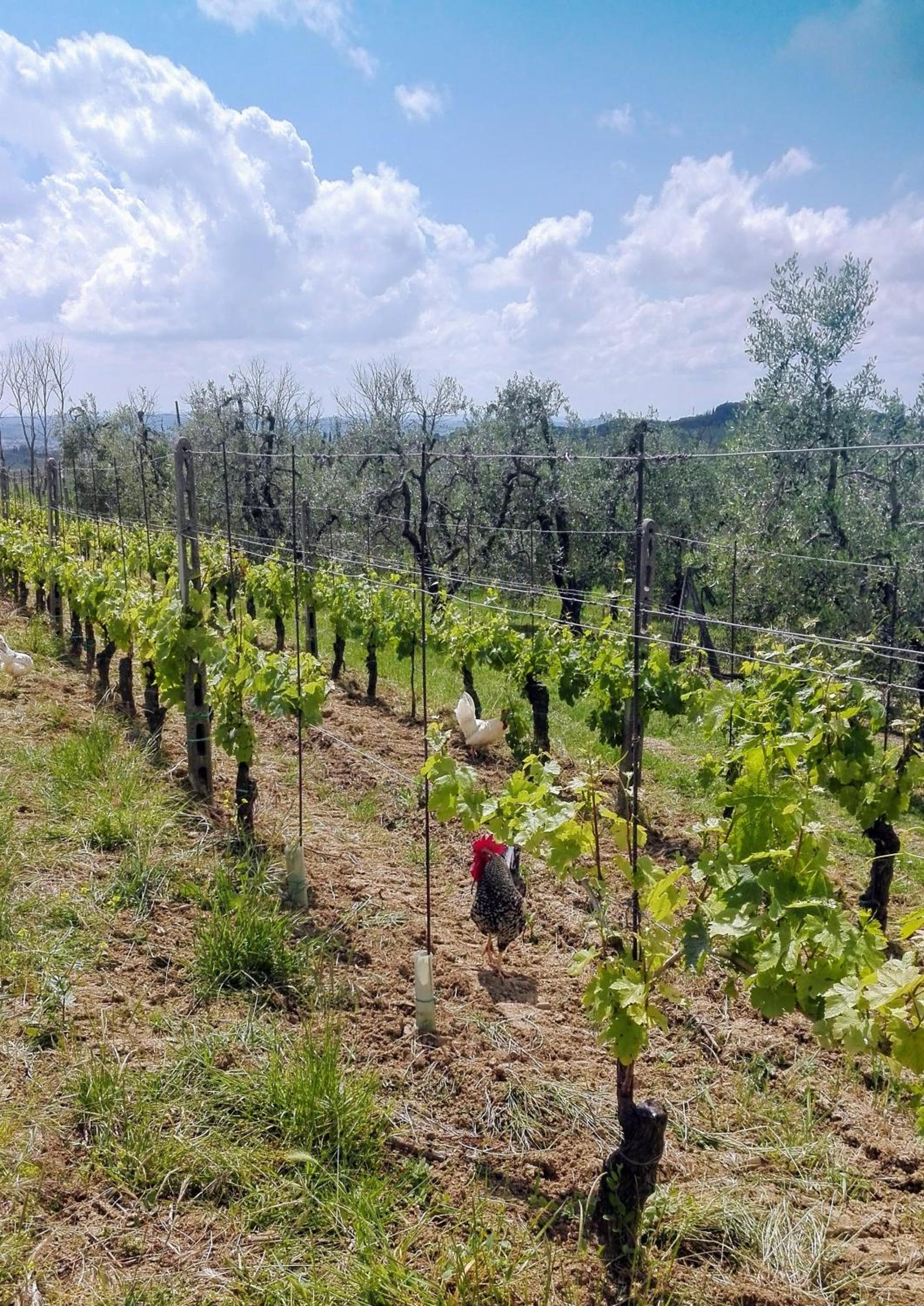 Agriturismo Luggiano