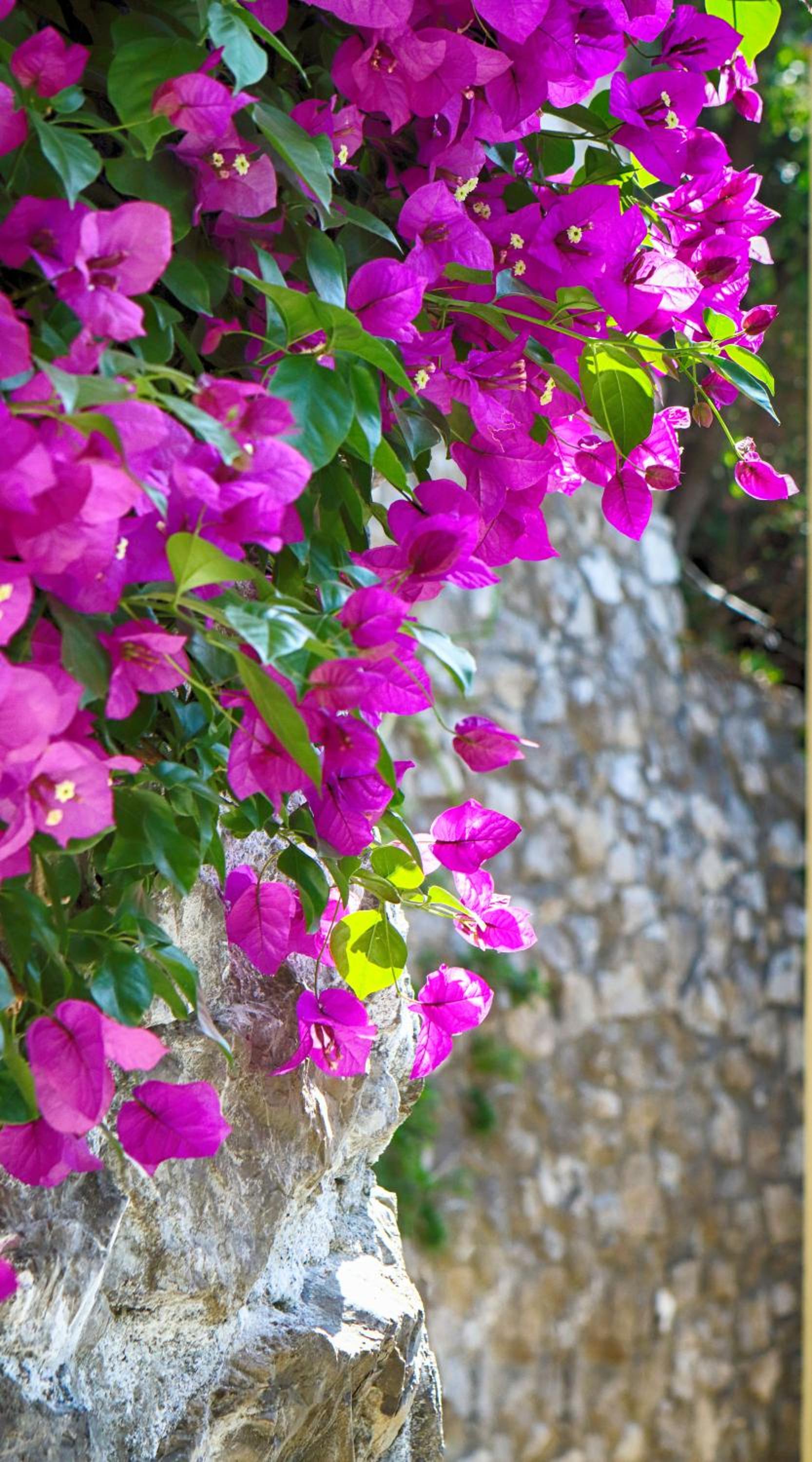 Positano Holidays