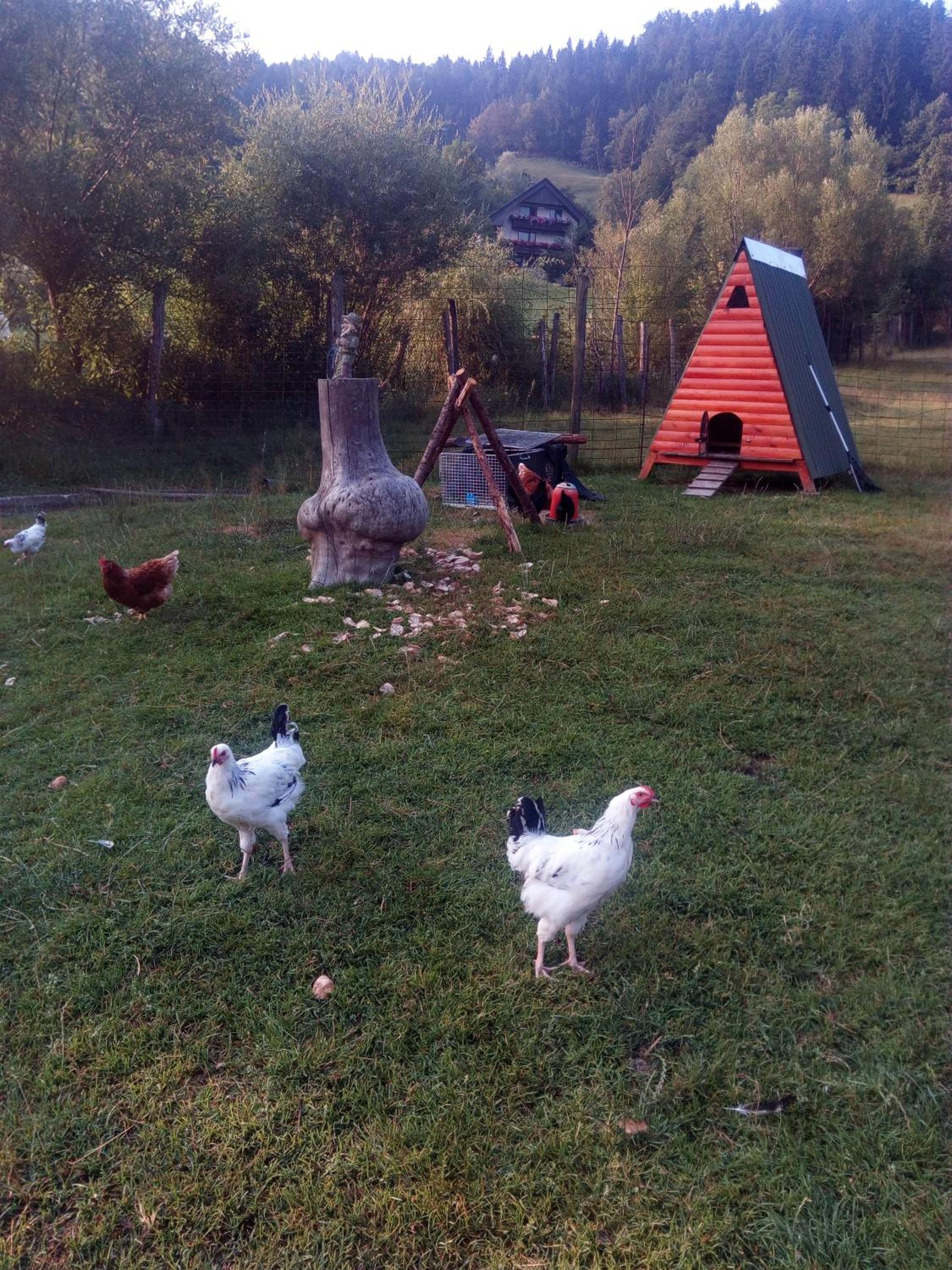 Guest House Kveder