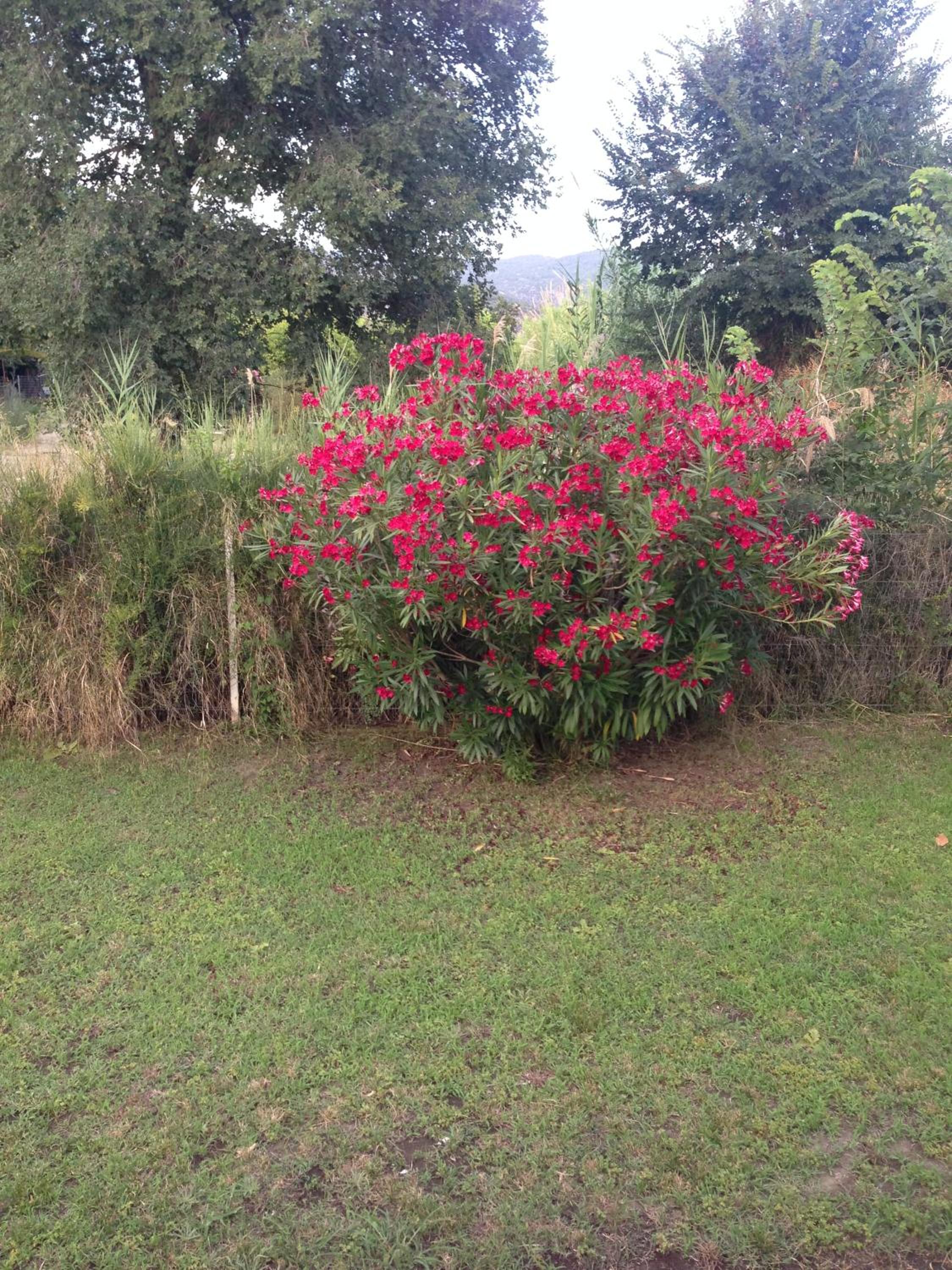 Photo 36