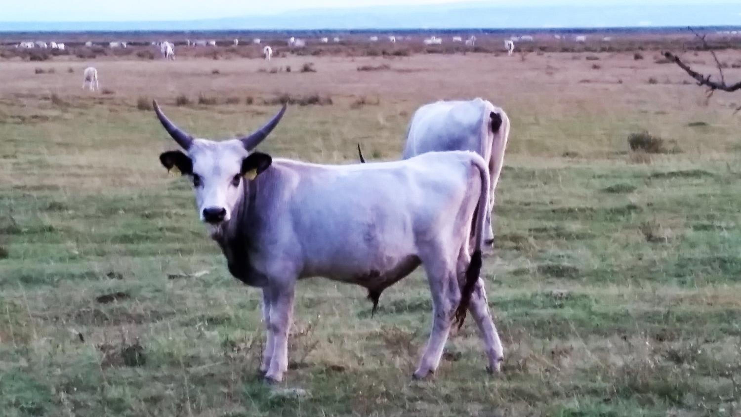 ARKADENHOF zur Puszta GRAF