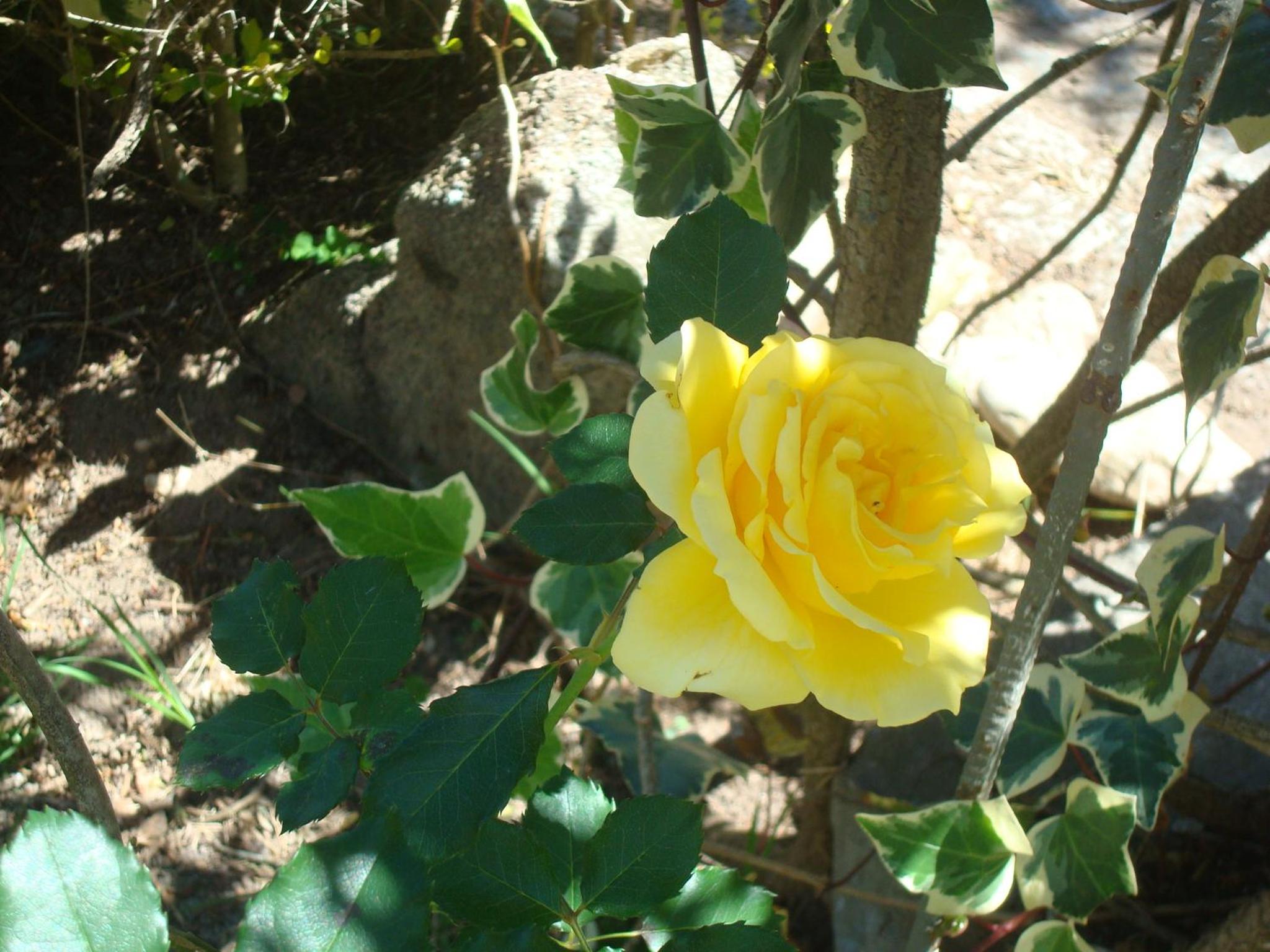 Fazenda Alvorada