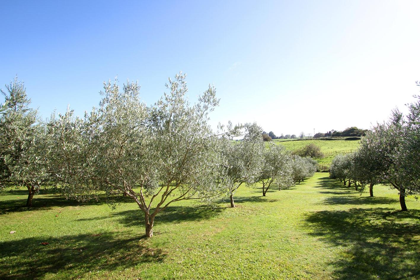 Ohaupo Olives