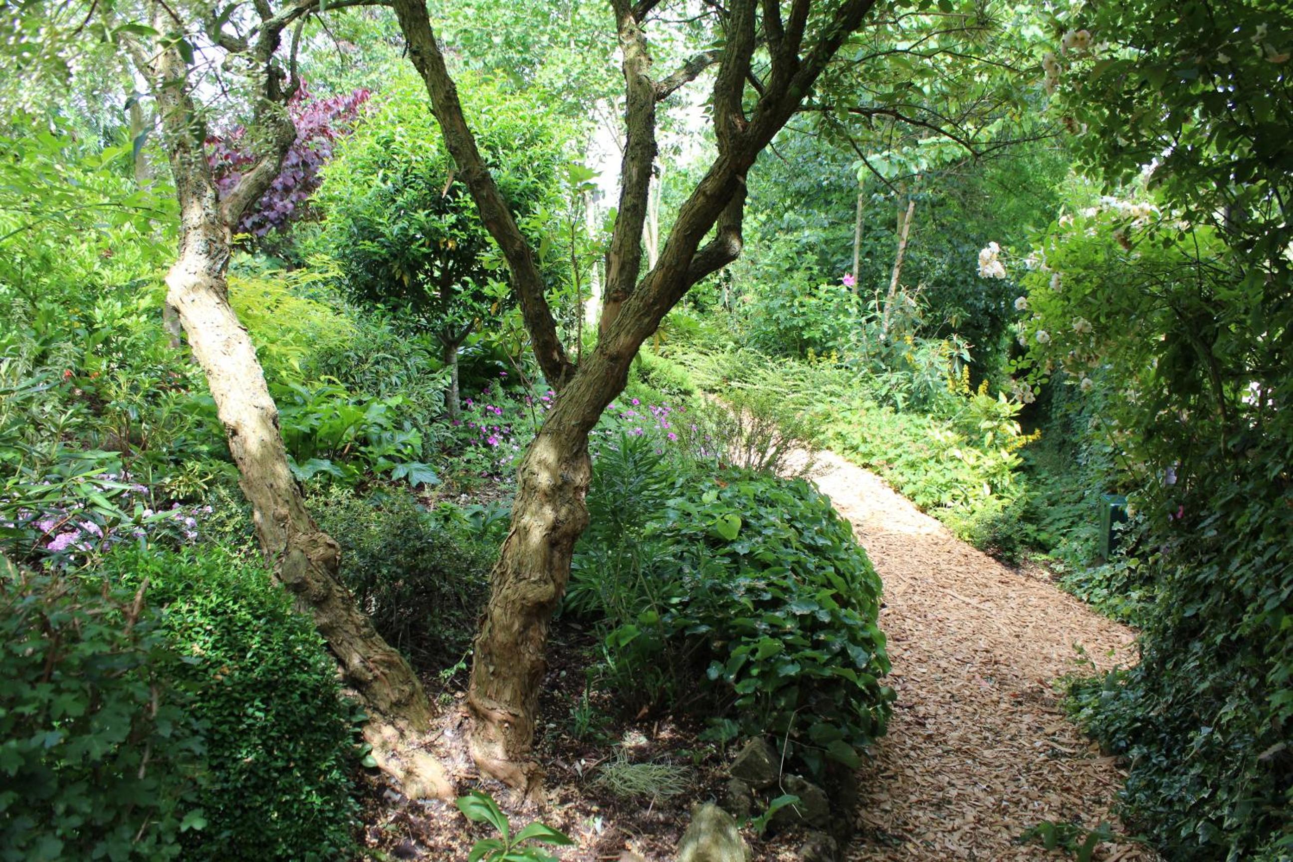 Au Jardin Des Violettes view 3